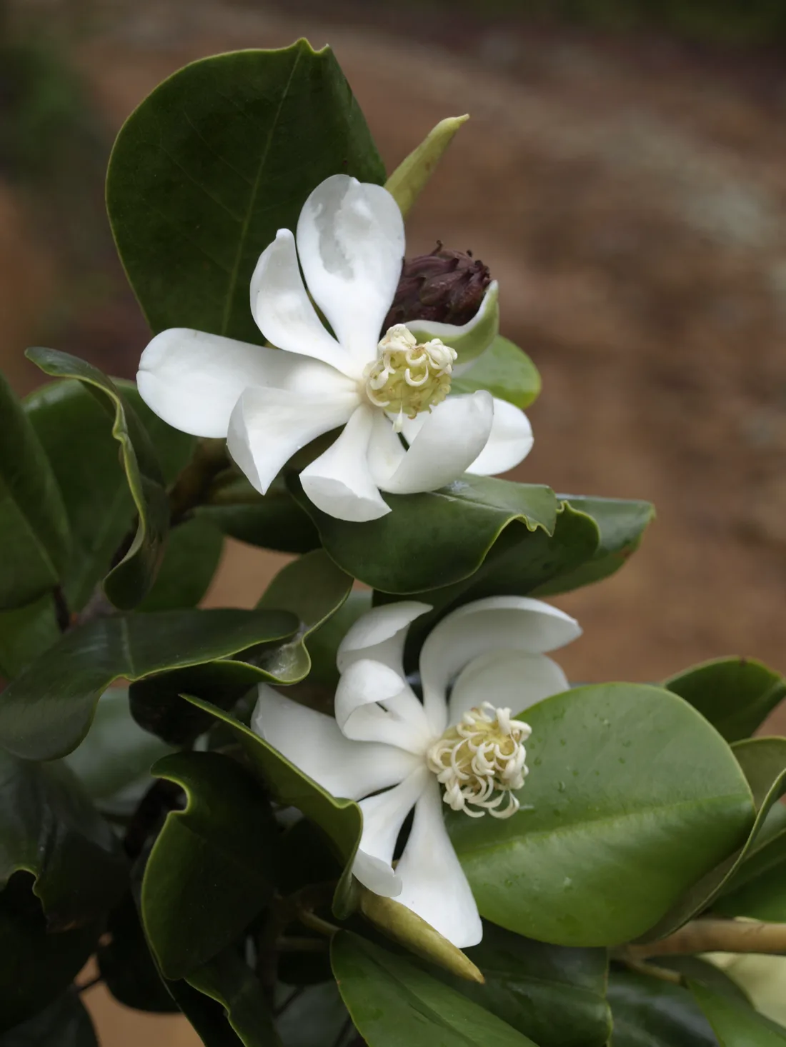Ébano Verde Reserve